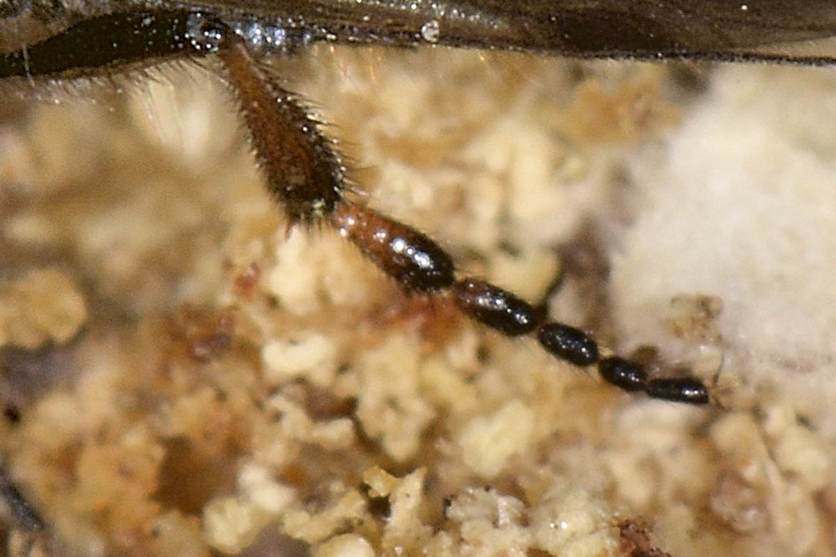 Bibio femoralis o Johannis?